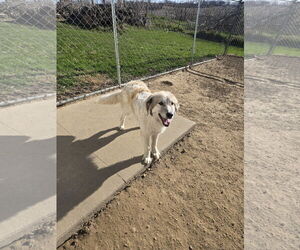 Great Pyrenees Dogs for adoption in Maquoketa, IA, USA