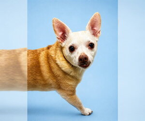 Chihuahua Dogs for adoption in Westminster, MD, USA
