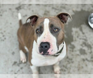 Mutt Dogs for adoption in Tulsa, OK, USA