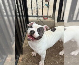 Mutt Dogs for adoption in Riverside, CA, USA