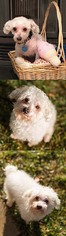 Maltese Dogs for adoption in Chantilly, VA, USA