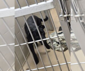 American Pit Bull Terrier Dogs for adoption in Decatur, IL, USA