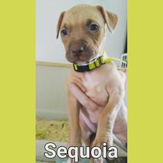 Medium Photo #1 American Staffordshire Terrier-Unknown Mix Puppy For Sale in Whitestone, NY, USA