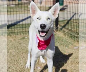 Huskies -Unknown Mix Dogs for adoption in San Antonio, TX, USA