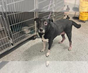 Shepradors Dogs for adoption in Houston, TX, USA