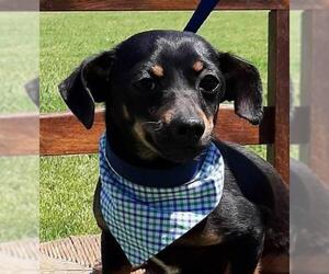 Chiweenie Dogs for adoption in Carrollton, TX, USA