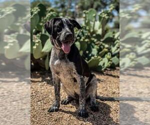 Lab-Pointer Dogs for adoption in Austin, TX, USA
