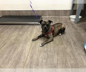 Mutt Dogs for adoption in Pasadena, CA, USA
