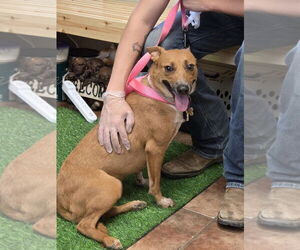 - Mix Dogs for adoption in Amarillo, TX, USA