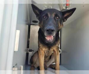 German Shepherd Dog Dogs for adoption in Houston, TX, USA