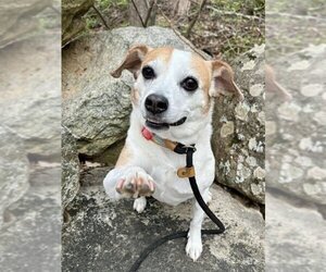 Beagle-Unknown Mix Dogs for adoption in Rockaway, NJ, USA