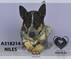 Australian Cattle Dog-Unknown Mix Dogs for adoption in Stockton, CA, USA