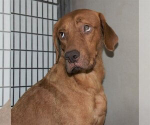 Labrador Retriever-Unknown Mix Dogs for adoption in Inverness, FL, USA