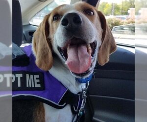 Treeing Walker Coonhound Dogs for adoption in Easton, PA, USA