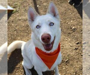 Siberian Husky-Unknown Mix Dogs for adoption in San Antonio, TX, USA