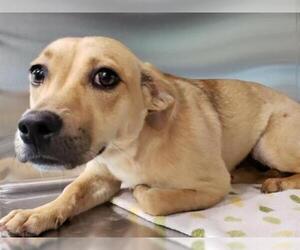 Rat Terrier Dogs for adoption in Tavares, FL, USA