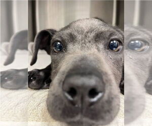 Labrador Retriever-Unknown Mix Dogs for adoption in Lakewood, CO, USA