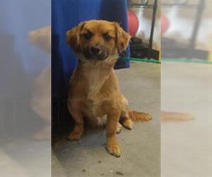 Chihuahua Dogs for adoption in Camarillo, CA, USA