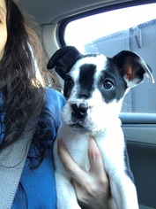 Medium Photo #1 Boxador Puppy For Sale in Derwood, MD, USA