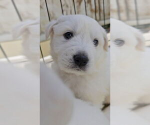 Great Pyrenees-Unknown Mix Dogs for adoption in Pacifica, CA, USA