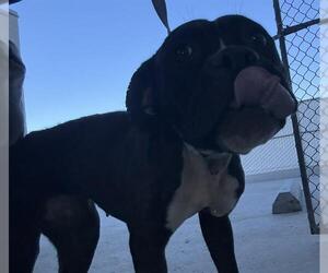 Mutt Dogs for adoption in Bakersfield, CA, USA