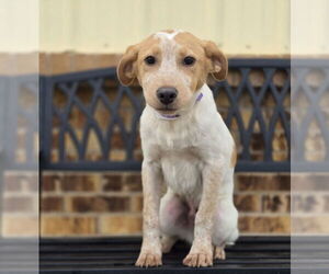 Mutt Dogs for adoption in Lakewood, CO, USA