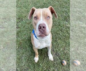 Mutt Dogs for adoption in Riverside, CA, USA