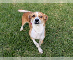 Chihuahua-Unknown Mix Dogs for adoption in San Clemente, CA, USA