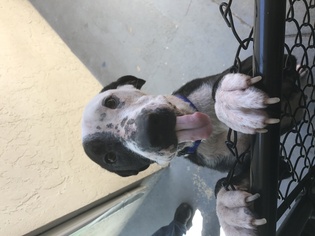 Pointer Dogs for adoption in Sebring, FL, USA