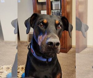 Doberman Pinscher Dogs for adoption in Rootstown, OH, USA