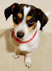 Medium Photo #1 Dachshund Puppy For Sale in Friendswood, TX, USA