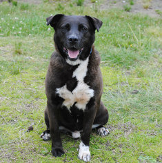 Borador Dogs for adoption in Spring Lake, NJ, USA