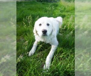 Maremma Sheepdog Dogs for adoption in Crystal, MN, USA