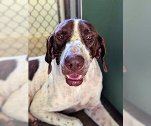 Pointer Dogs for adoption in Freeport, FL, USA