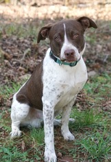 Pointer Dogs for adoption in Rocky Mount, VA, USA