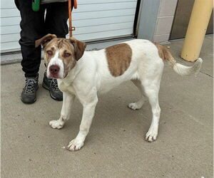 Labrador Retriever Dogs for adoption in Louisville, KY, USA