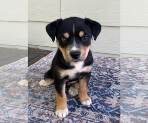 American Pit Bull Terrier-Huskies  Mix Dogs for adoption in Hillsboro, MO, USA