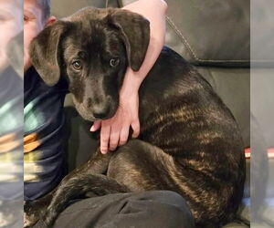 Mutt Dogs for adoption in Genesee, WI, USA