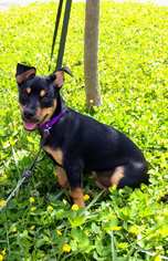 Doxie-Pin Dogs for adoption in Seminole, FL, USA