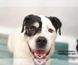 American Bulldog Dogs for adoption in Nashville, TN, USA