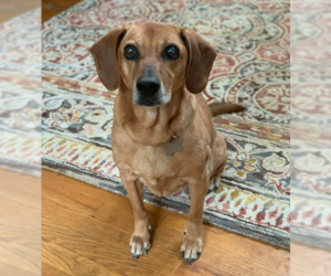 Dachshund-Labrador Retriever Mix Dogs for adoption in Cary, NC, USA