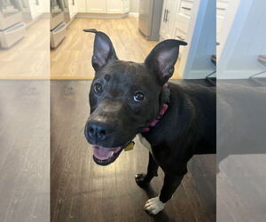 American Pit Bull Terrier Dogs for adoption in Oakhurst, NJ, USA