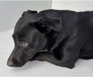 Labrador Retriever Dogs for adoption in Houston, TX, USA