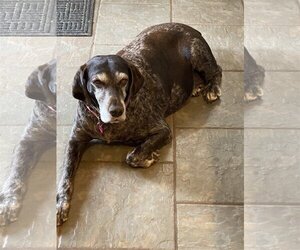 German Shorthaired Pointer Dogs for adoption in Duluth, MN, USA