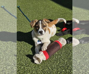 Mutt Dogs for adoption in Plymouth, MN, USA