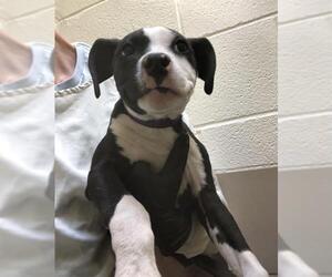 American Pit Bull Terrier Dogs for adoption in Pueblo, CO, USA