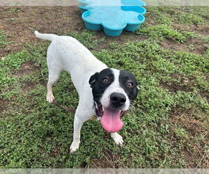 Medium Photo #1 Pointer-Unknown Mix Puppy For Sale in Ocala, FL, USA