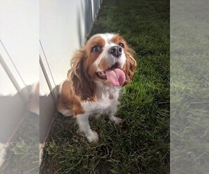 Cavalier King Charles Spaniel Dogs for adoption in Bellbrook, OH, USA