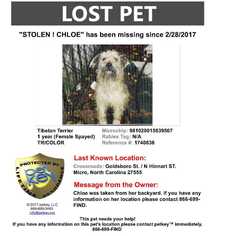Tibetan Terrier Dogs for adoption in Lenoir, NC, USA