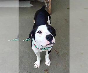 American Pit Bull Terrier-Unknown Mix Dogs for adoption in Tulsa, OK, USA